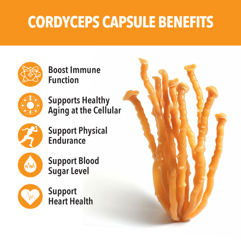 Cordyceps Mushroom Extract - Dominican magic